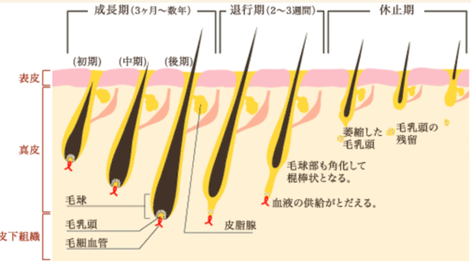 毛のメカニズム